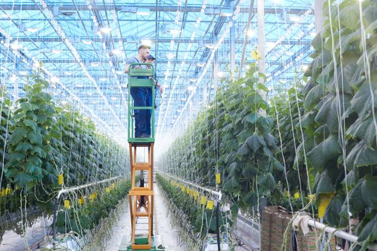 Vertical farming is in vogue