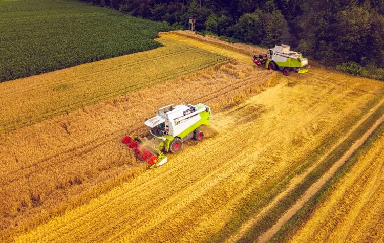 Automatic steering systems on combine harvesters increase efficiency